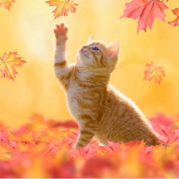 Happy Fall to All! 🐱🍁 - Picture 1 of 3